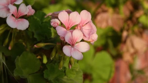 Blooming Geranium Garden Gardening Floral Detail — Stok Video