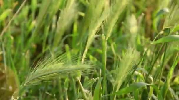 野生の小麦 有機成分 自然植物の詳細を閉じる — ストック動画