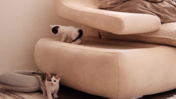 Маленькі Одномісячні Кошенята Грають Дивані Вдома — стокове відео