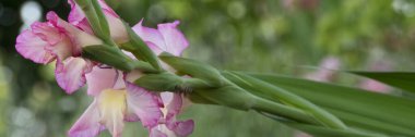 Bahçedeki taze çiçekli gladiolusu kapat.