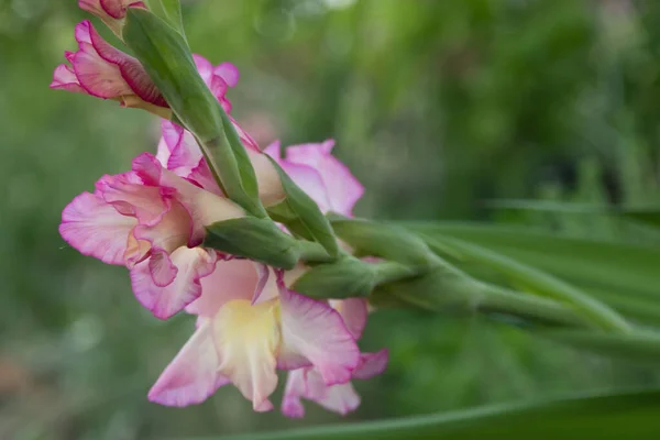 Gros Plan Sur Gladiole Fleurs Fraîches Dans Jardin — Photo