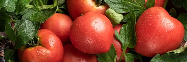 Taze toplanmış domatesler, taşra çiftlik yemekleri, organik malzemeler.