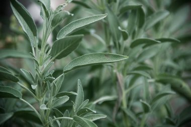 Adaçayı bitkisinin yakın görüntüsü, resmi bitkiler, bahçe konsepti. Doğa bitkisi arka planı