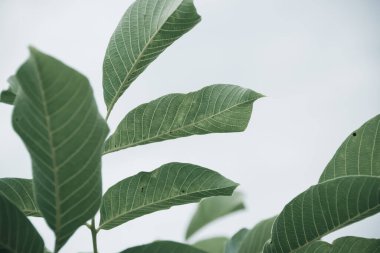 Rengarenk yaprak arkaplanını kapat, doğa detayı arkaplanı