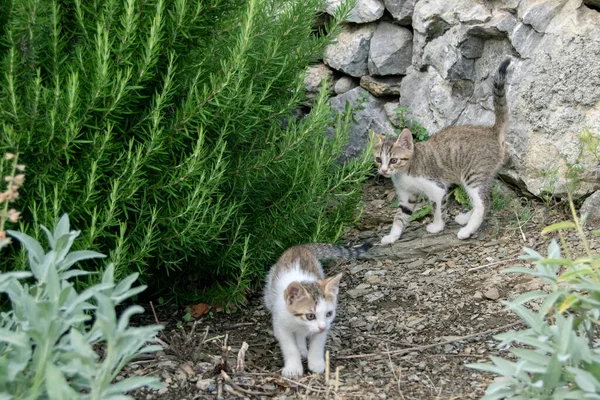 Little kittens in the garden, domestic animal outdoor