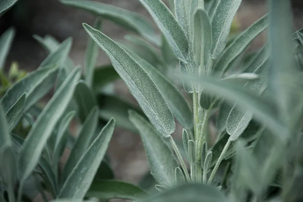 セージ植物のクローズアップビュー 公式のハーブ 園芸コンセプト 自然植物の背景 — ストック写真