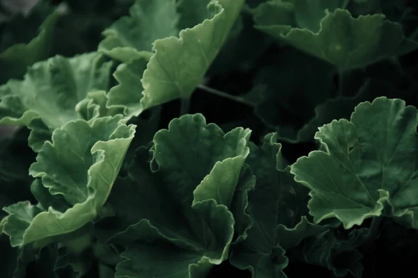 Närbild Bleka Färgglada Löv Bakgrund Natur Detalj Bakgrund — Stockfoto