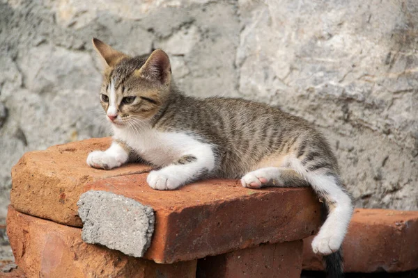 Tuğlaların üzerinde dinlenen küçük bir kedi yavrusu.