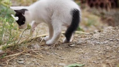 Little curious kitten in the garden