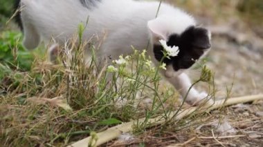 Little curious kitten in the garden