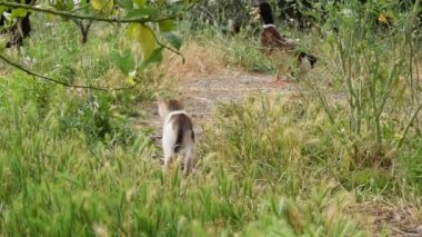 Cat family playing outdoor, animal farmlife