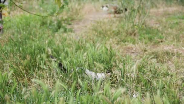 Cat Family Playing Outdoor Animal Farmlife — Stockvideo