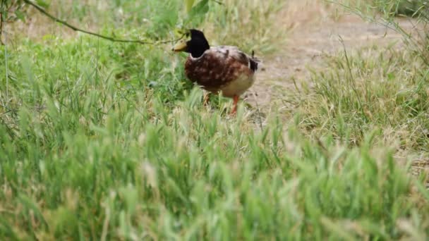农场里的免费野鸭 水鸟的生活方式和习性 — 图库视频影像