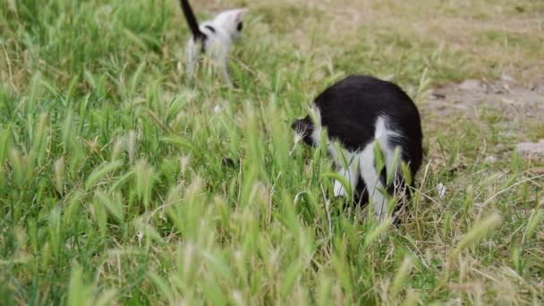 Cat Family Playing Outdoor Animal Farmlife — Video