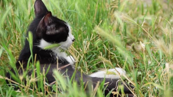 Close Domestic Cat Resting Fresh Green Grass — Wideo stockowe