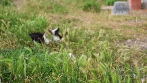 Cat Family Playing Outdoor Animal Farmlife — Vídeo de stock