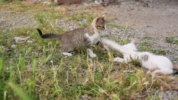 Маленькие Котята Играют Саду — стоковое видео