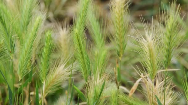 Крупный План Дикой Пшеницы Органические Ингредиенты Детали Растений — стоковое видео