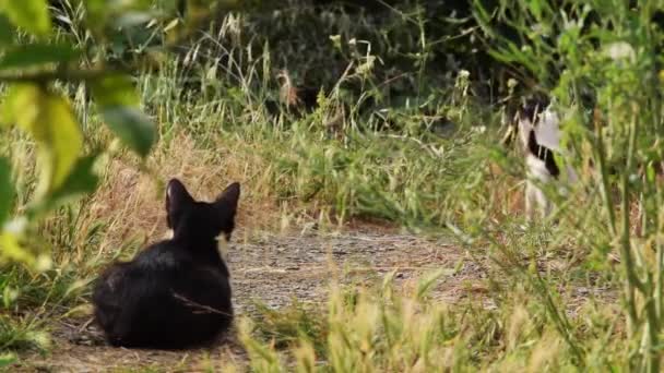 Родина Котів Грає Відкритому Повітрі Тваринництво — стокове відео