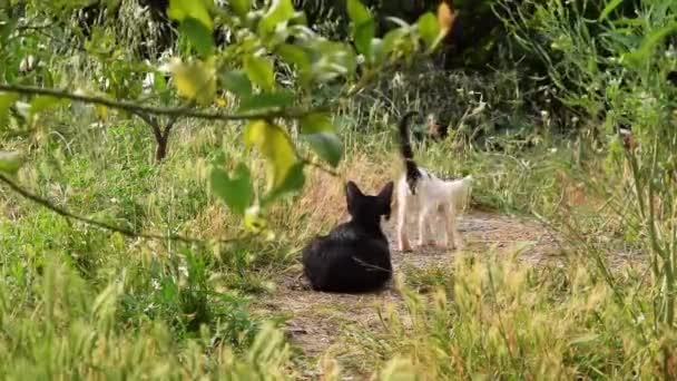 Cat Family Playing Outdoor Animal Farmlife — Wideo stockowe