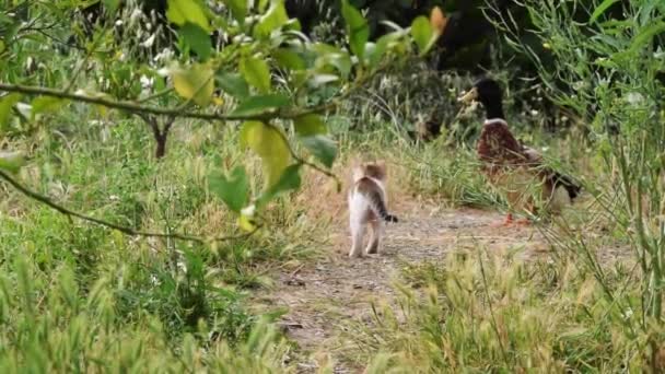 Родина Котів Грає Відкритому Повітрі Тваринництво — стокове відео