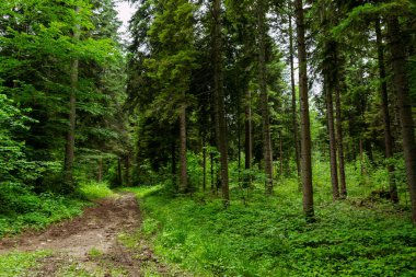 Bulgaristan 'daki Rila dağının Idyllic orman manzarası
