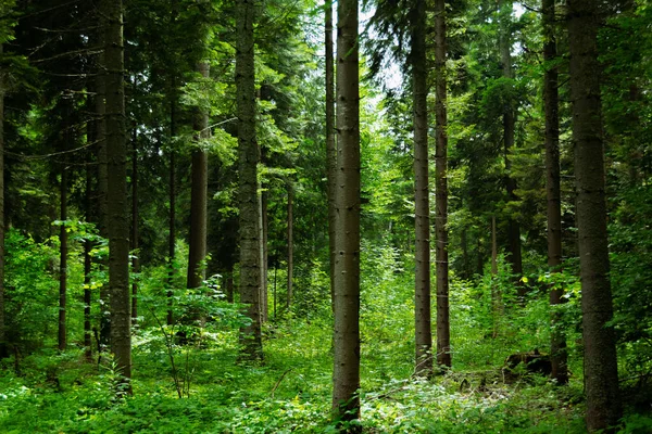Bulgaristan 'daki Rila dağının Idyllic orman manzarası