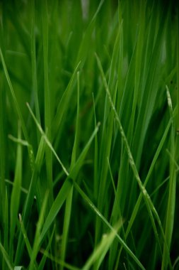 Deep green grass background. Natural backdrop