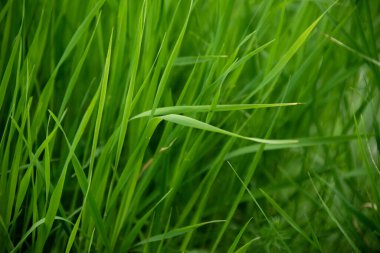 Deep green grass background. Natural backdrop