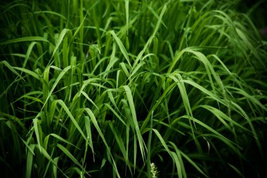 Deep green grass background. Natural backdrop