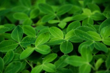 Deep green grass background. Natural backdrop