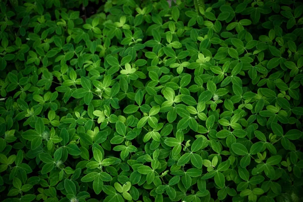 Deep green grass background. Natural backdrop