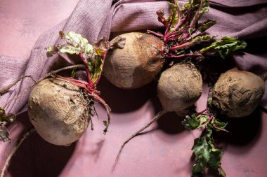 Masada mor pancar kökü