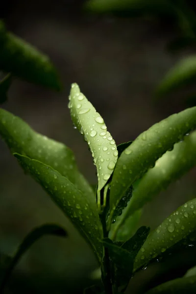 Lemon branch against dark background, minimal nature detail space for text