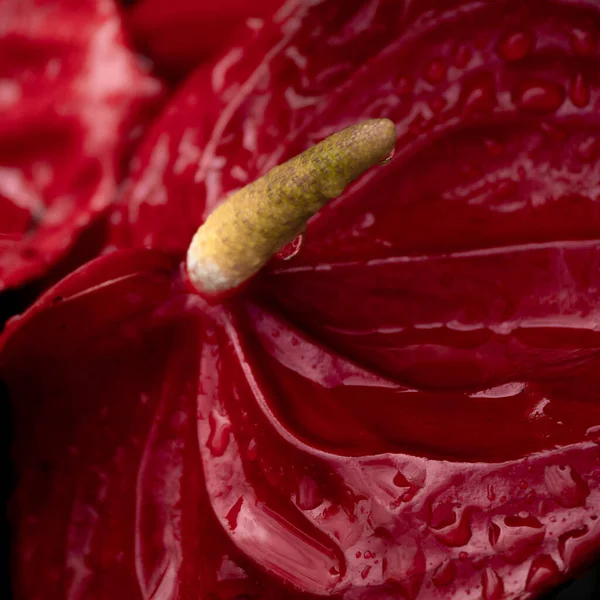Zblízka Pohled Plameňáka Květiny Červené Zářivé Barevné Rostliny — Stock fotografie