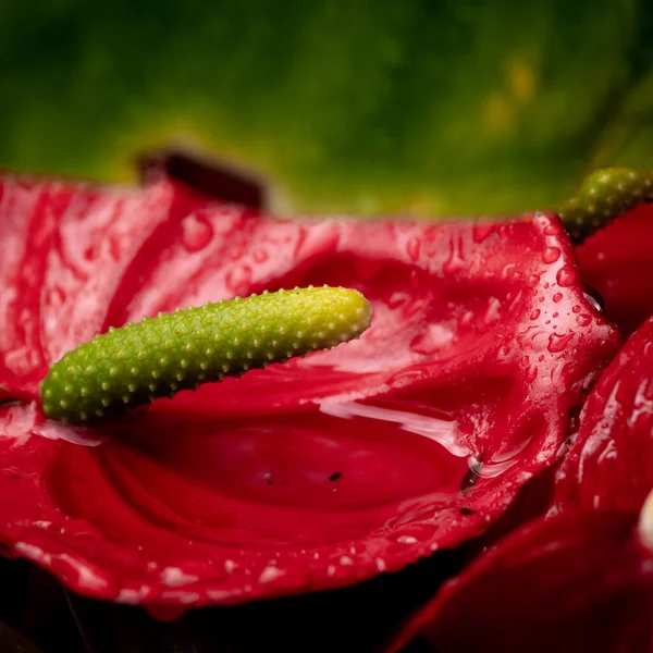 Vue Rapprochée Fleur Flamant Rose Plante Colorée Vibrante Rouge — Photo