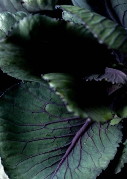 Nahaufnahme Von Brokkoli Blättern Lebensmittelhintergrund Dunklen Tönen — Stockfoto