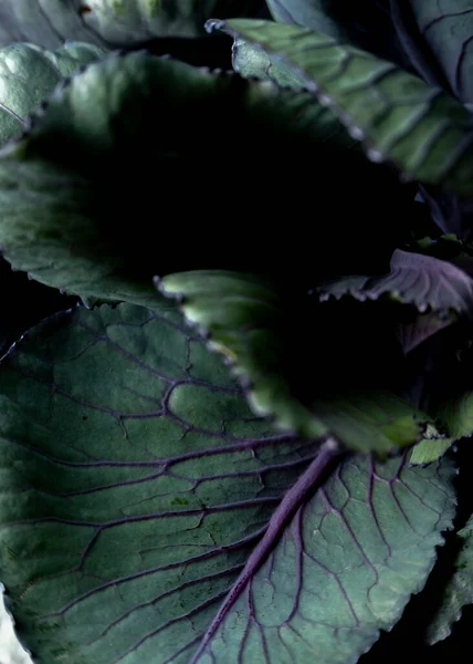 Vue Rapprochée Des Feuilles Brocoli Fond Alimentaire Dans Des Tons — Photo