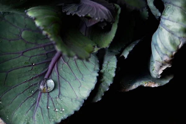 Zblízka Pohled Listy Brokolice Jídlo Pozadí Tmavých Tónech — Stock fotografie