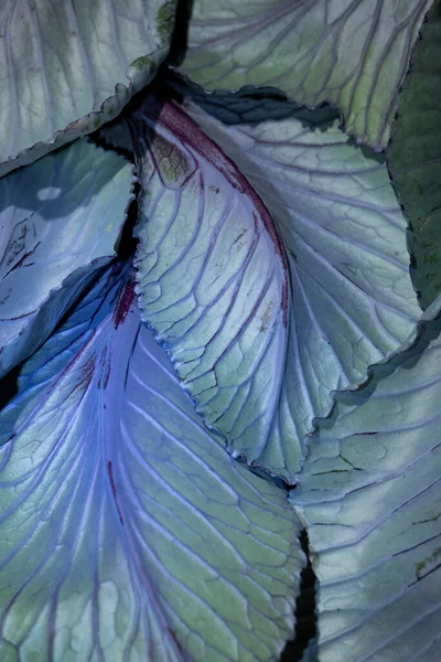 Nahaufnahme Von Brokkoli Blättern Lebensmittelhintergrund Dunklen Tönen — Stockfoto