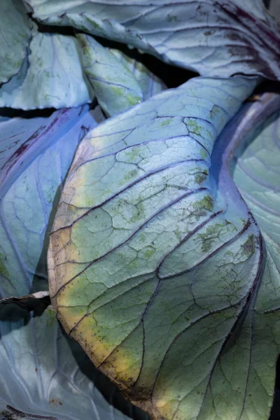 Vue Rapprochée Des Feuilles Brocoli Fond Alimentaire Dans Des Tons — Photo