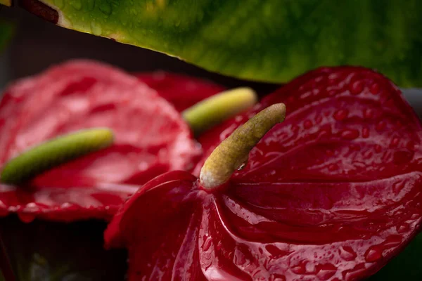 Close View Flamingo Flower Red Vibrant Colorful Plant Stock Image