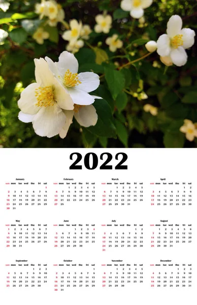 Calendar 2022 year in English with jasmine flowers on the bush. Week starts on Sunday. Vertical Wall monthly calendar — Stock Photo, Image