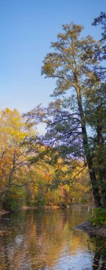 Sonbahar manzarası, nehrin üzerindeki renkli ağaçlar, ördekler, çok güzel bir arka plan. Doğal boyalar. Güzel manzara. Dikey çerçeve