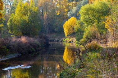 Sonbahar manzarası, nehrin üzerindeki renkli ağaçlar, ördekler, çok güzel bir arka plan. Doğal boyalar. Güzel manzara. Yatay çerçeve