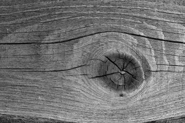 Kabataslak, ahşap bir düğümlü tahta parçası. Arkaplan resmi. Yakın plan. Yatay, siyah beyaz fotoğraf.