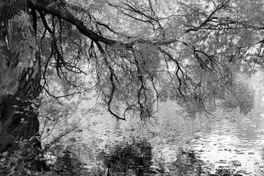 Yaşlı bir karaağacın gölgesinde. Yaprakları suya yansıyan eski bir ağacın yayılan bir dalı. Siyah beyaz görüntü. Yatay çerçeve.