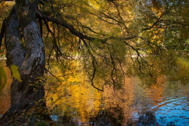 Yaşlı bir karaağacın gölgesinde. Sarı yaprakları suya yansıyan yaşlı bir ağacın yayılan bir dalı. Yatay çerçeve.