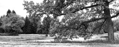 Yaşlı, yalnız bir ağacın dalları ormanın arka planında duruyordu. Siyah beyaz görüntü. Yatay çerçeve.