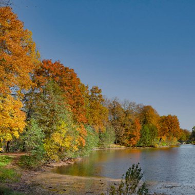 Sonbahar manzarası, nehrin üzerindeki renkli ağaçlar. Doğal boyalar. Güzel manzara. Kare kare.